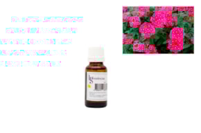 ESENCIA 20ML VERBENA