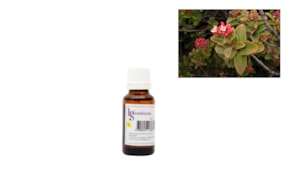 ESSENCIA 20ML SANDALO