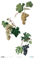 RICE PAPER 54X33CM GRAPE PFY-4515
