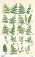 PAPEL ARROZ 54X33CM BOTANIC PFY-14605