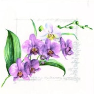 PAQUETE 20 SERVILLETAS 33x33CM ORQUIDEAS 367836