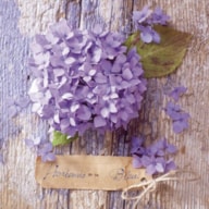 PAQUETE 20 SERVILLETAS 33X33CM HORTENSIA BLEU