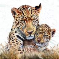 PAQUETE 20 SERVILLETAS 33x33CM LEOPARDOS 346058