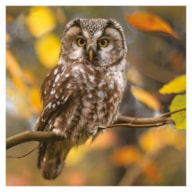 PAQUETE 20 SERVILLETAS 33x33CM BUHO SLOG 038501