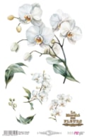 THERMO TRANSFERS 20X30CM WHITE ORCHIDS PFY-16107